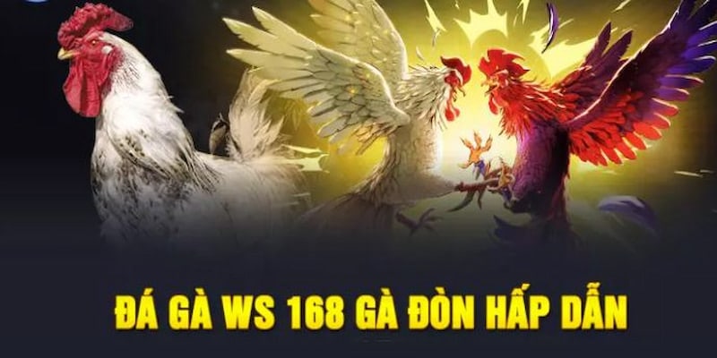 Một số mẹo cá cược đá gà Ws168 EV88 hiệu quả